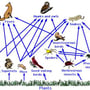 food web 2