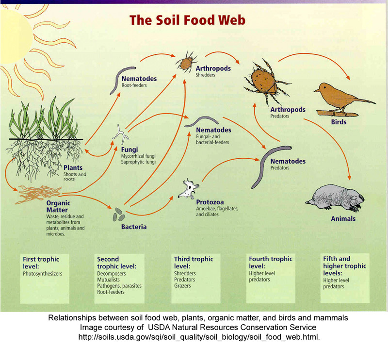 Diagram of "The Soil Food Web" showing organic matter, plants, nematodes, fungi, bacteria, arthropods, protozoa, birds, and animals interconnected