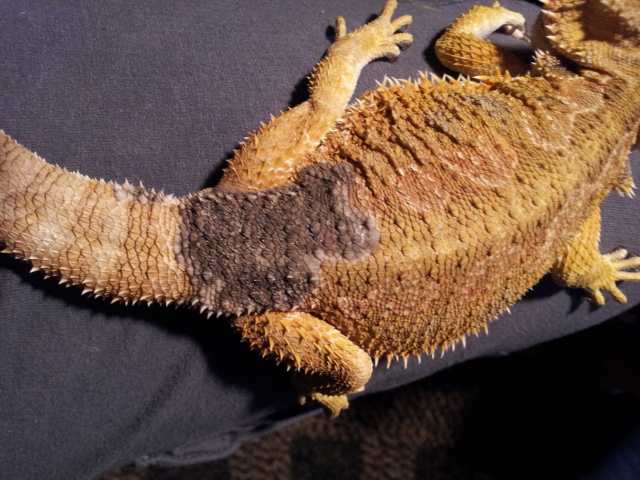 Bearded Dragon with a fungal infection