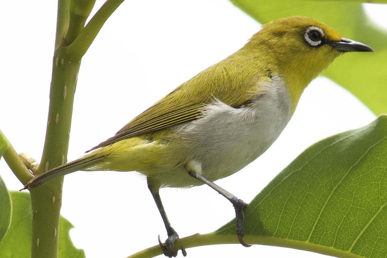 Indian White-eye