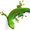 gecko's user avatar