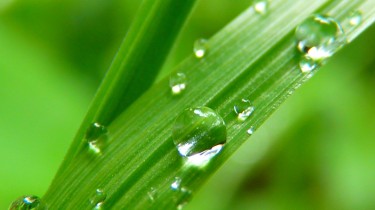 Water drops at leaves