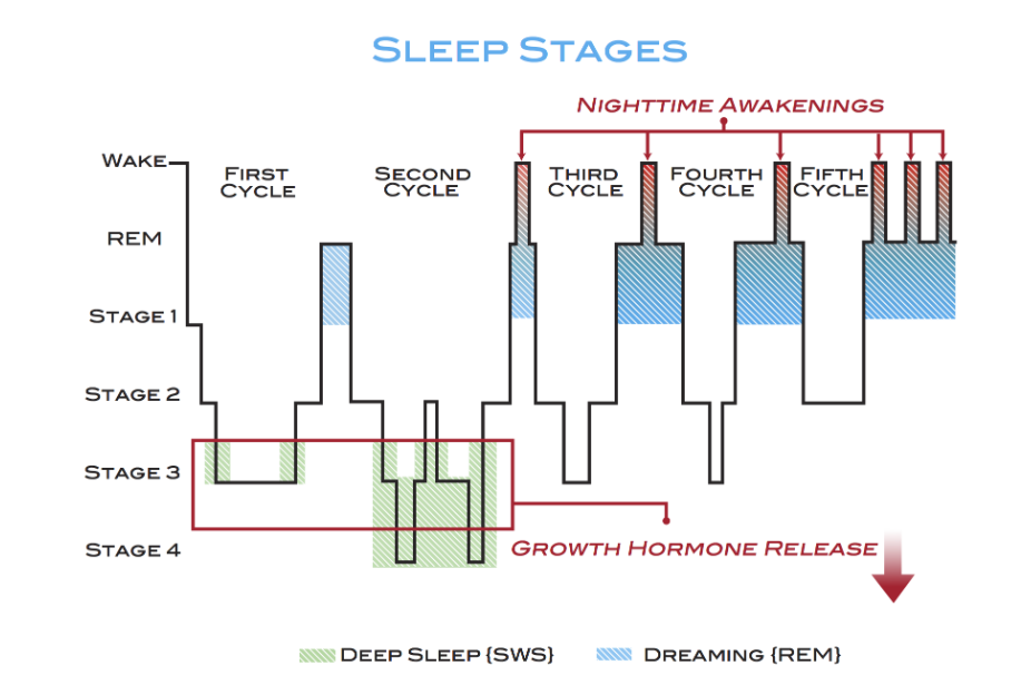 Growth hormone release