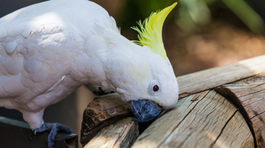 Sulphur-crested Cockatoo