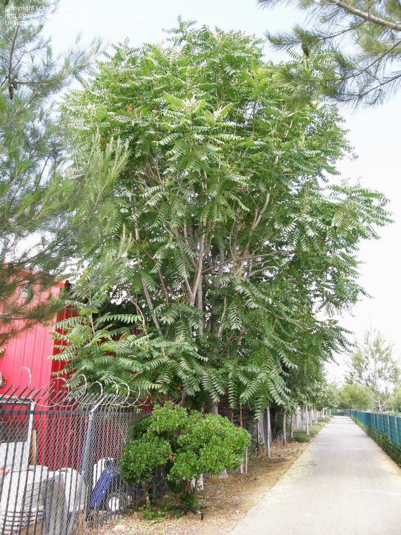 A mature tree.