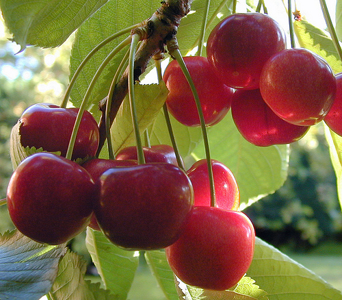 cherries by D H Wright