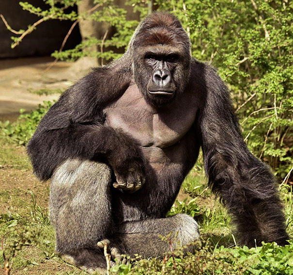 Harambe's user avatar