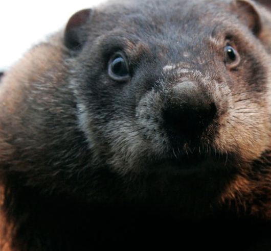 quirkygroundhog's user avatar