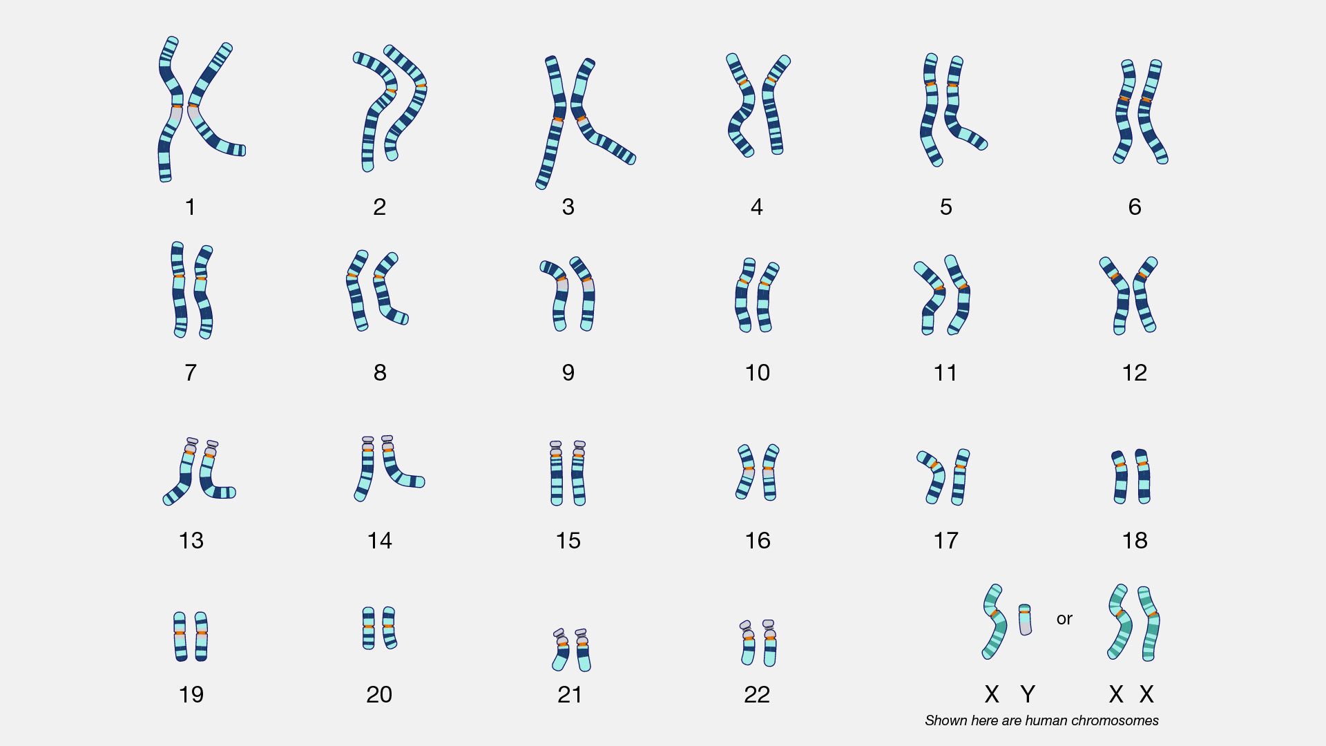 karyotype from NHGRI