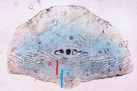 fish scale distance measurements