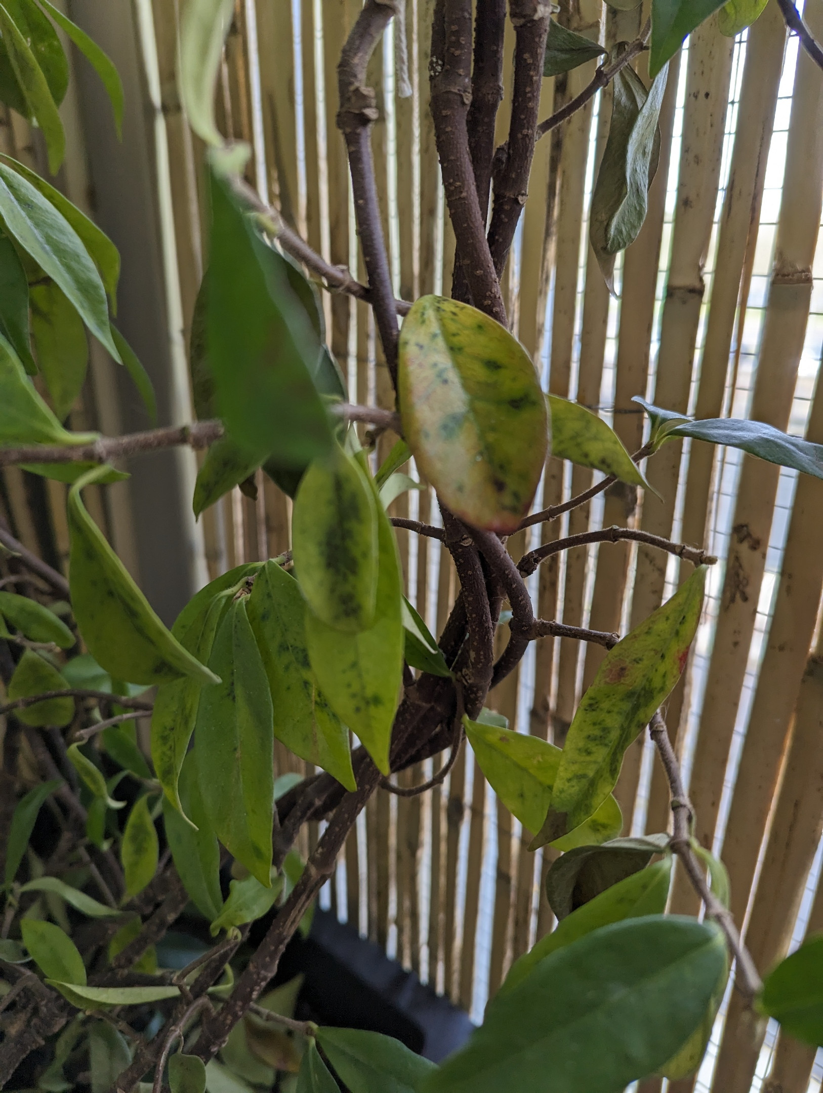 Photos of leaves still on the plant