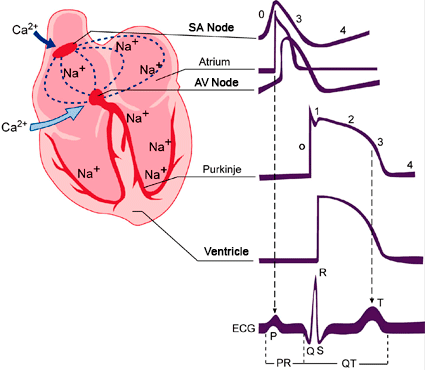 Differentiation of Cardiac Action Potential Based on Cell Location and Properties