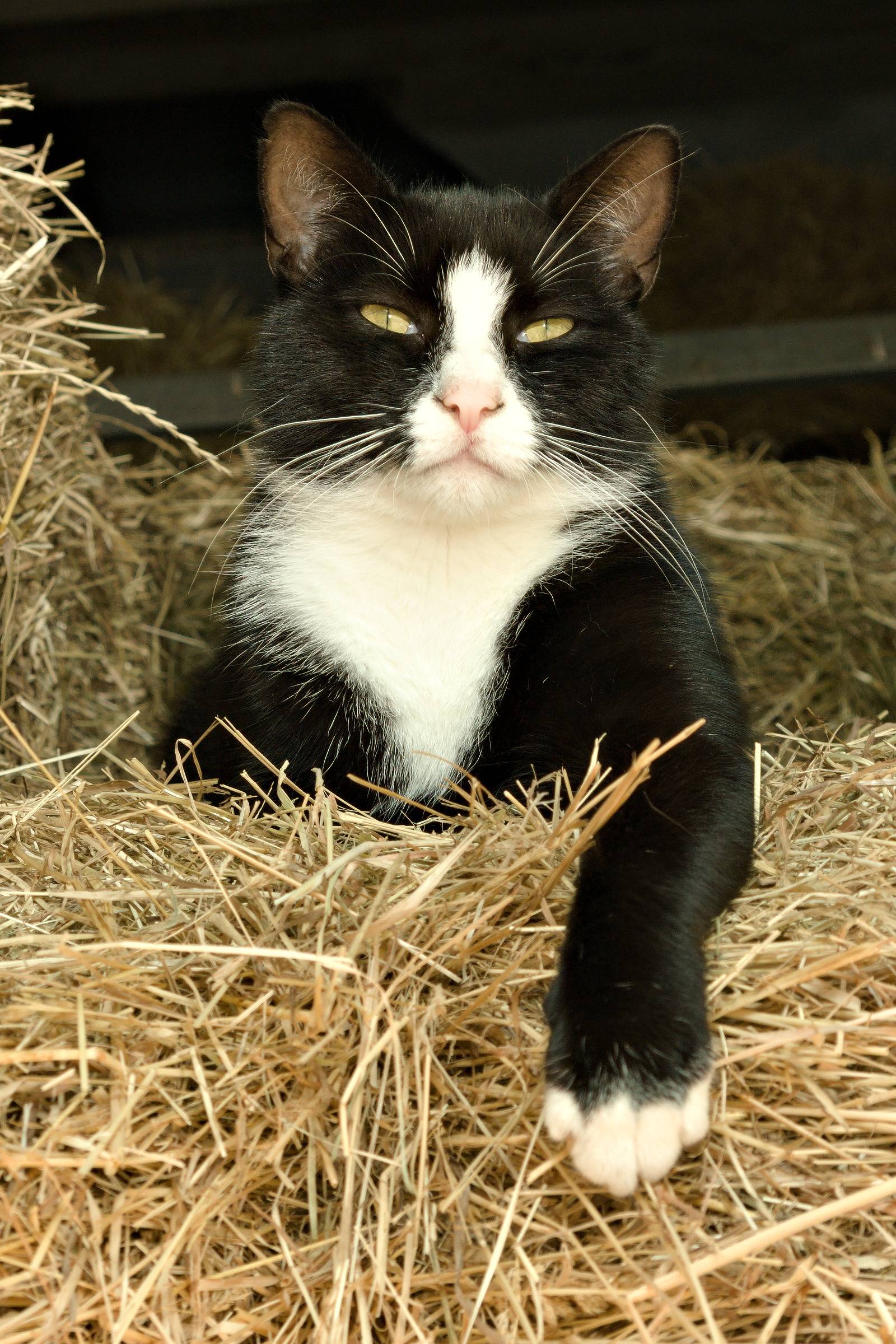 A cat sitting on a bay of hale