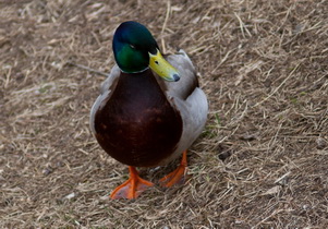 the duck