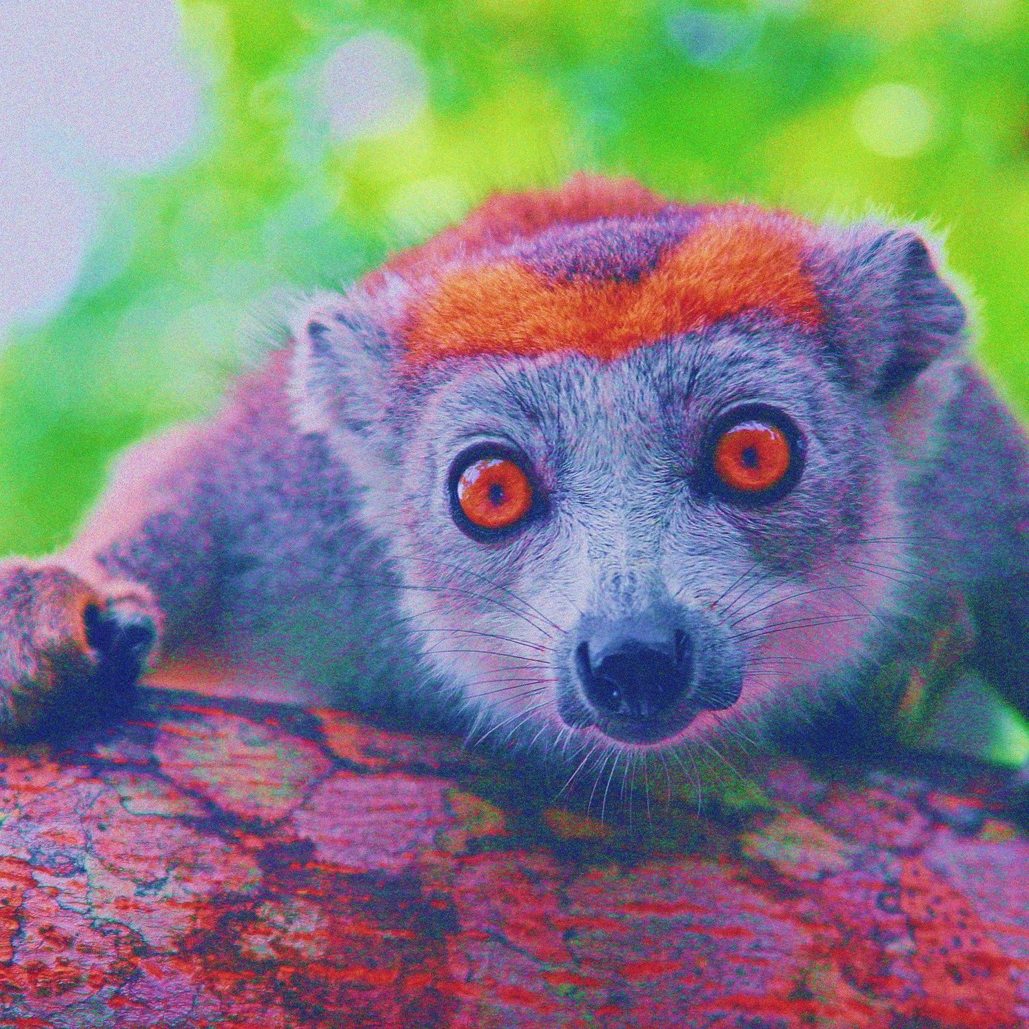 acidLemur