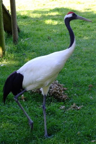 red-crowned crane