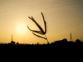 Tall Lonely Grass