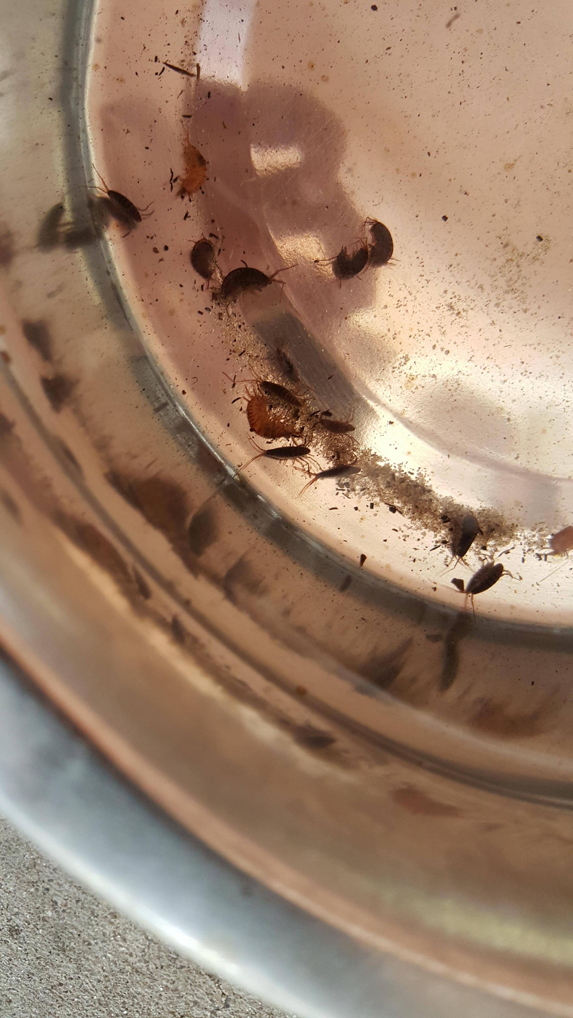 Insects in the water bowl