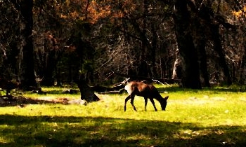 Deer in Yosemite