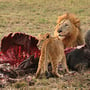 Lions eating