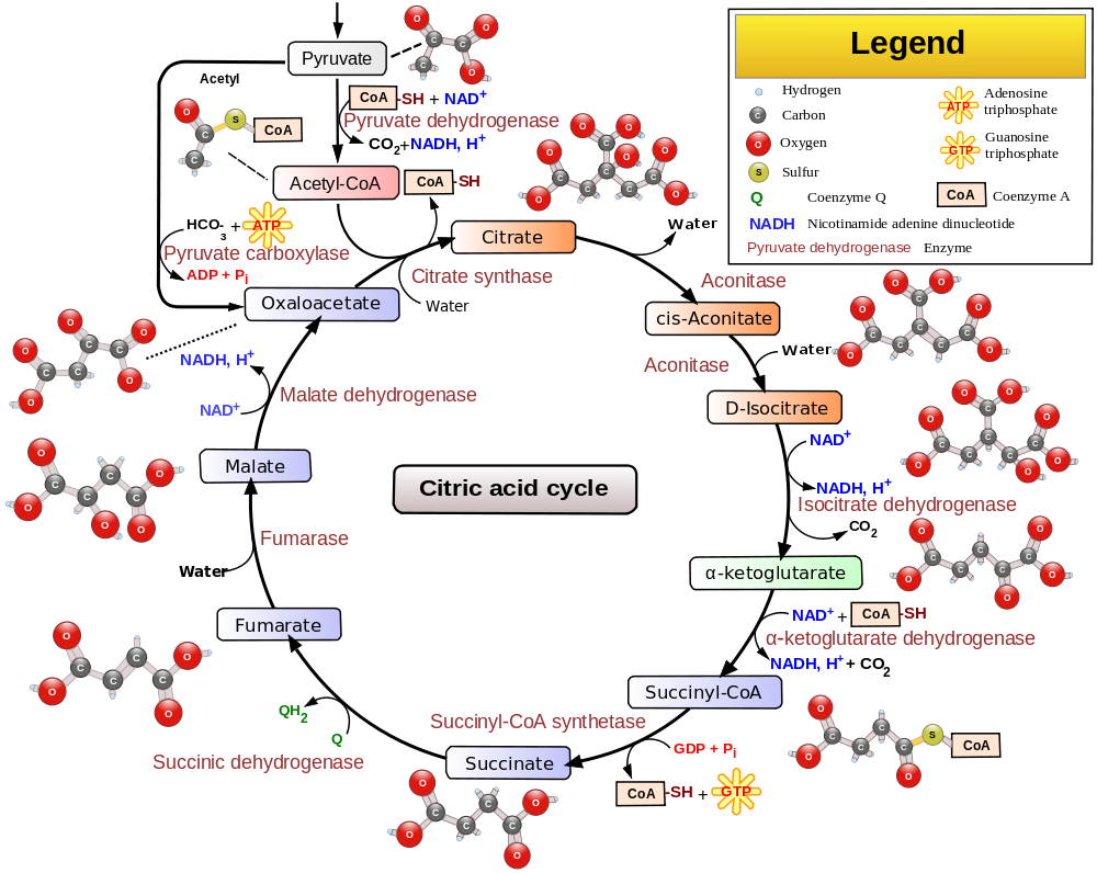 By Narayanese, WikiUserPedia, YassineMrabet, TotoBaggins [GFDL (http://www.gnu.org/copyleft/fdl.html) or CC BY-SA 3.0 (http://creativecommons.org/licenses/by-sa/3.0)], via Wikimedia Commons