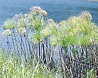 Egyptian Papyrus plants growing in water