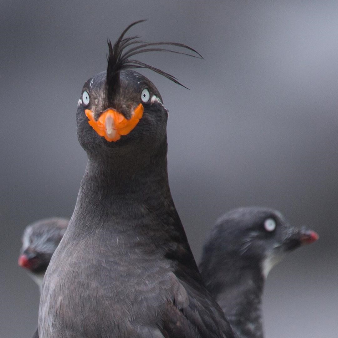 CrustyAuklet's user avatar