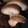 shiitake mushrooms