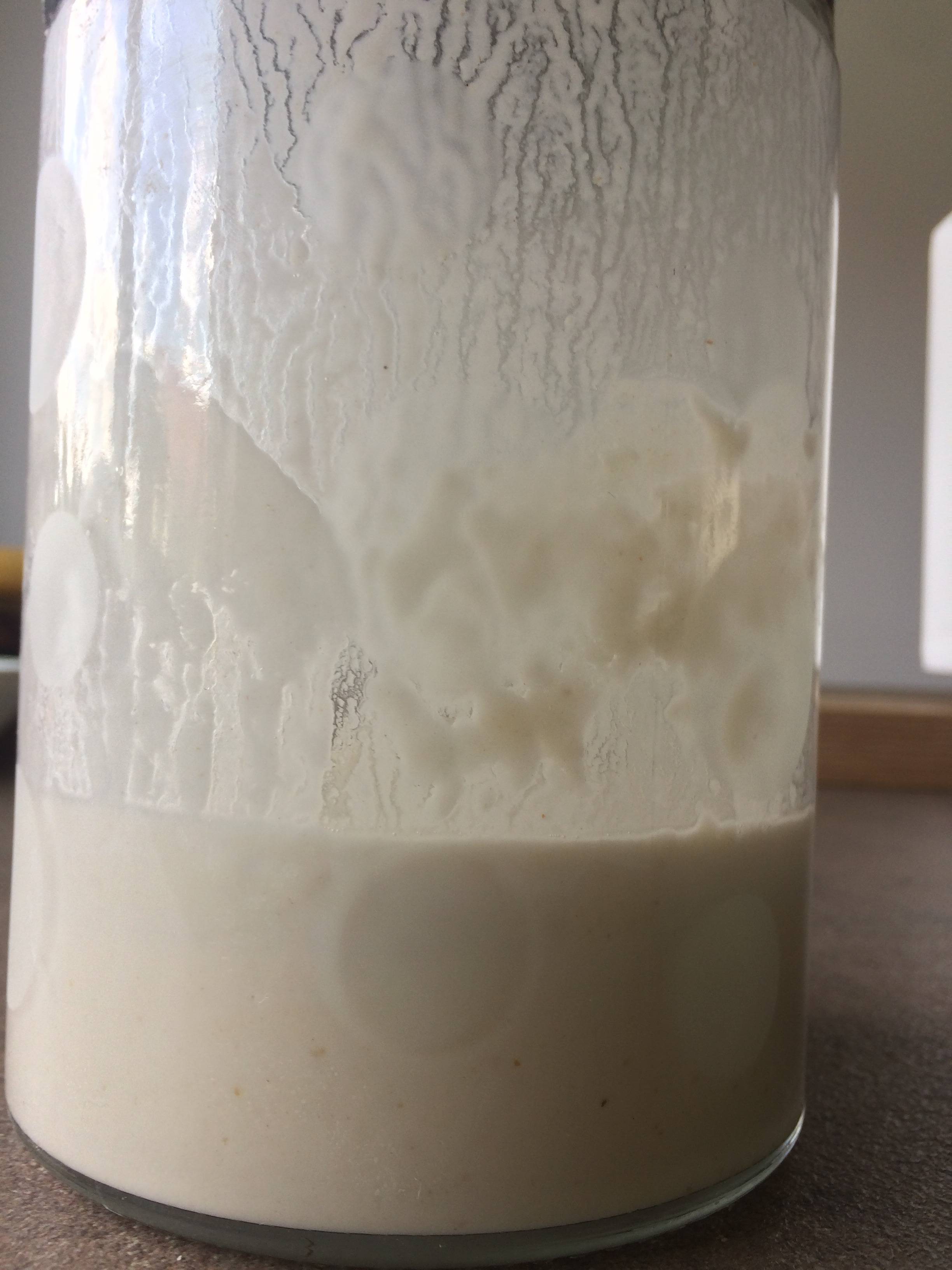 side view of starter in glass jar, showing little activity