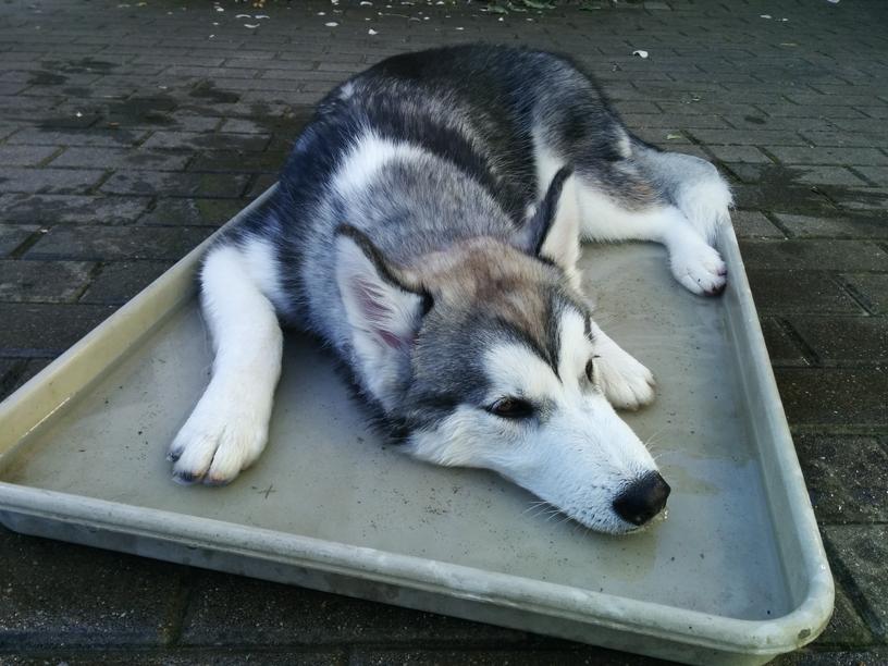 Rocky taking a cooling bath.