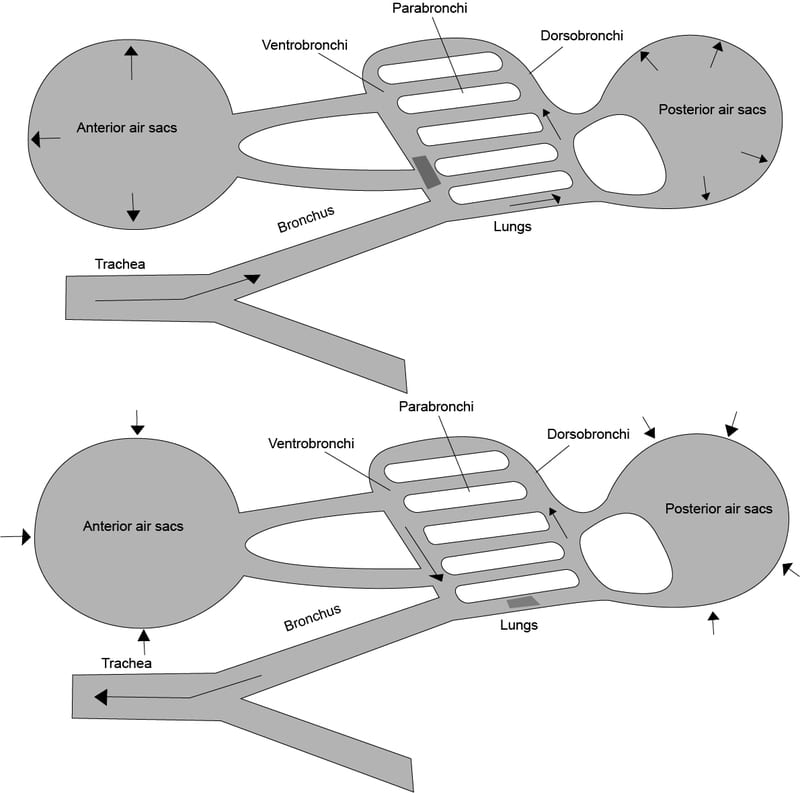 Bird respiratory