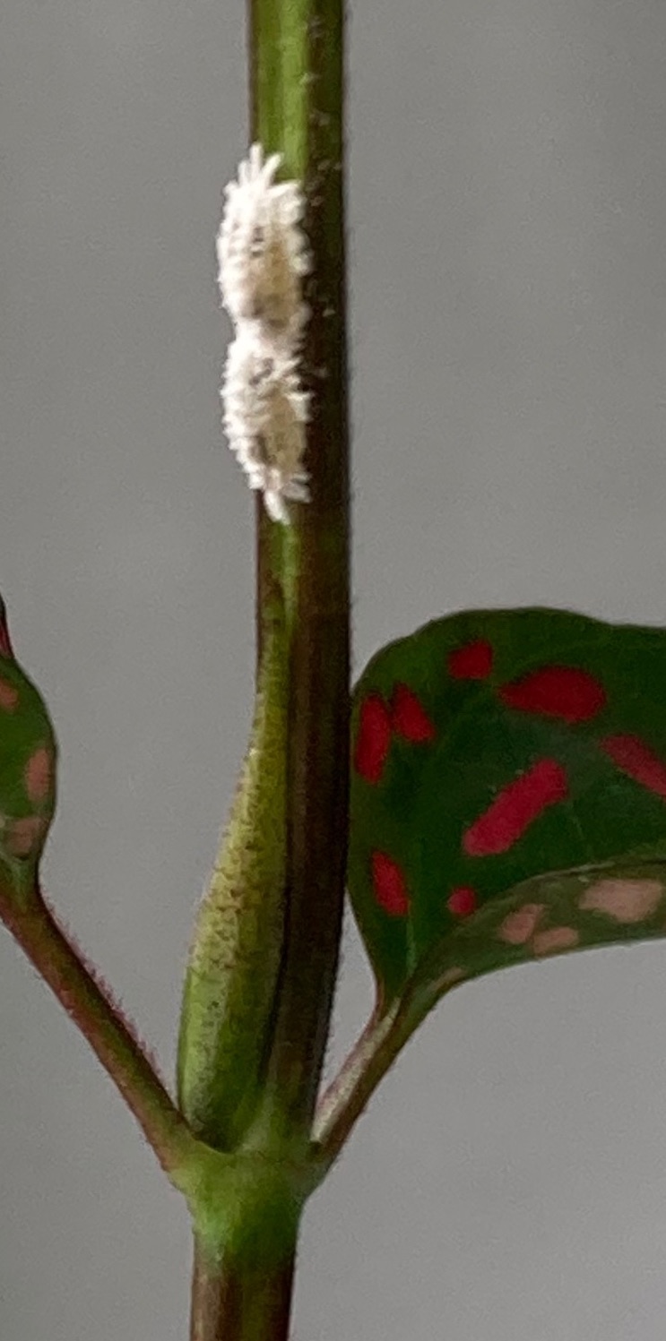 is this a scale bug (northern Taiwan nursery plant)