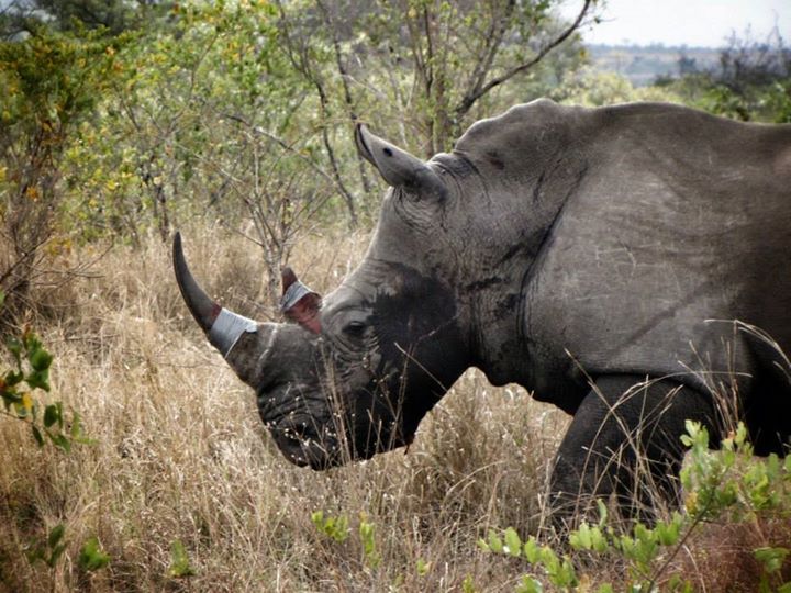 A Rhino that has had the procedure done