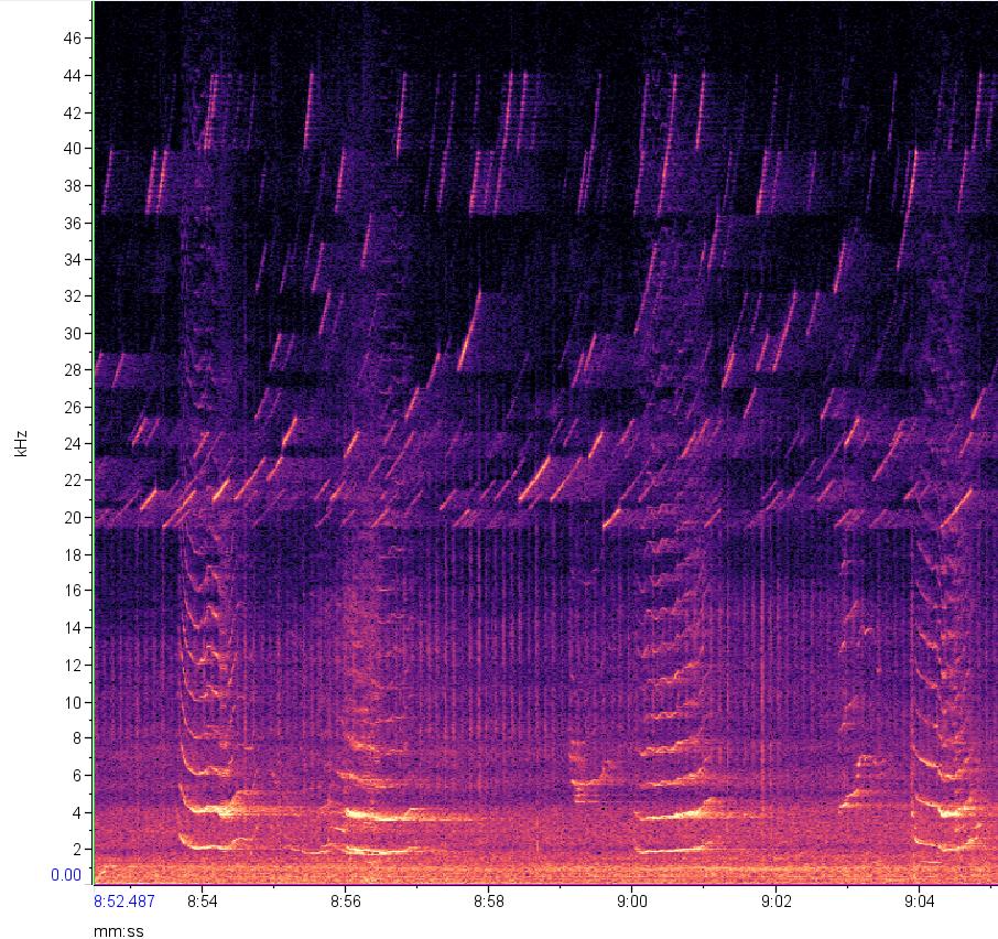 Spectrogram showing humpback vocalizations and the signal of question