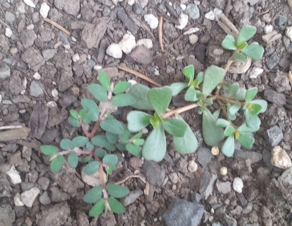 Spotted Spurge vs. Purslane