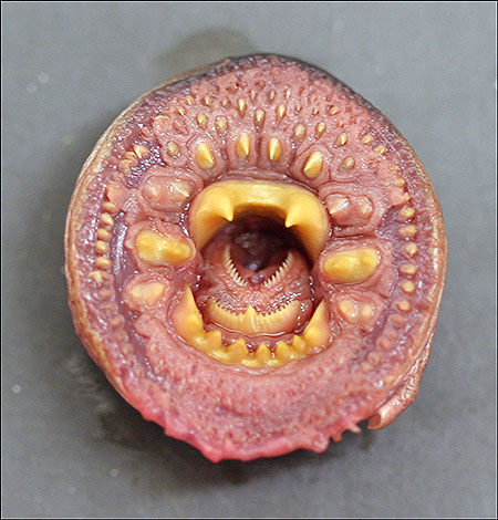 Lamprey style