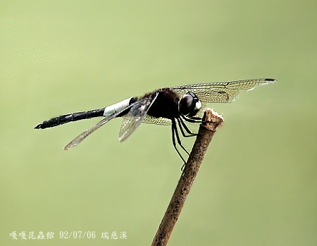 黃紉蜻蜓 (Huáng rèn dragonfly) Pseudothemis zonata (Burmeister, 1839 ) from http://gaga.biodiv.tw/new23/s3-64.htm