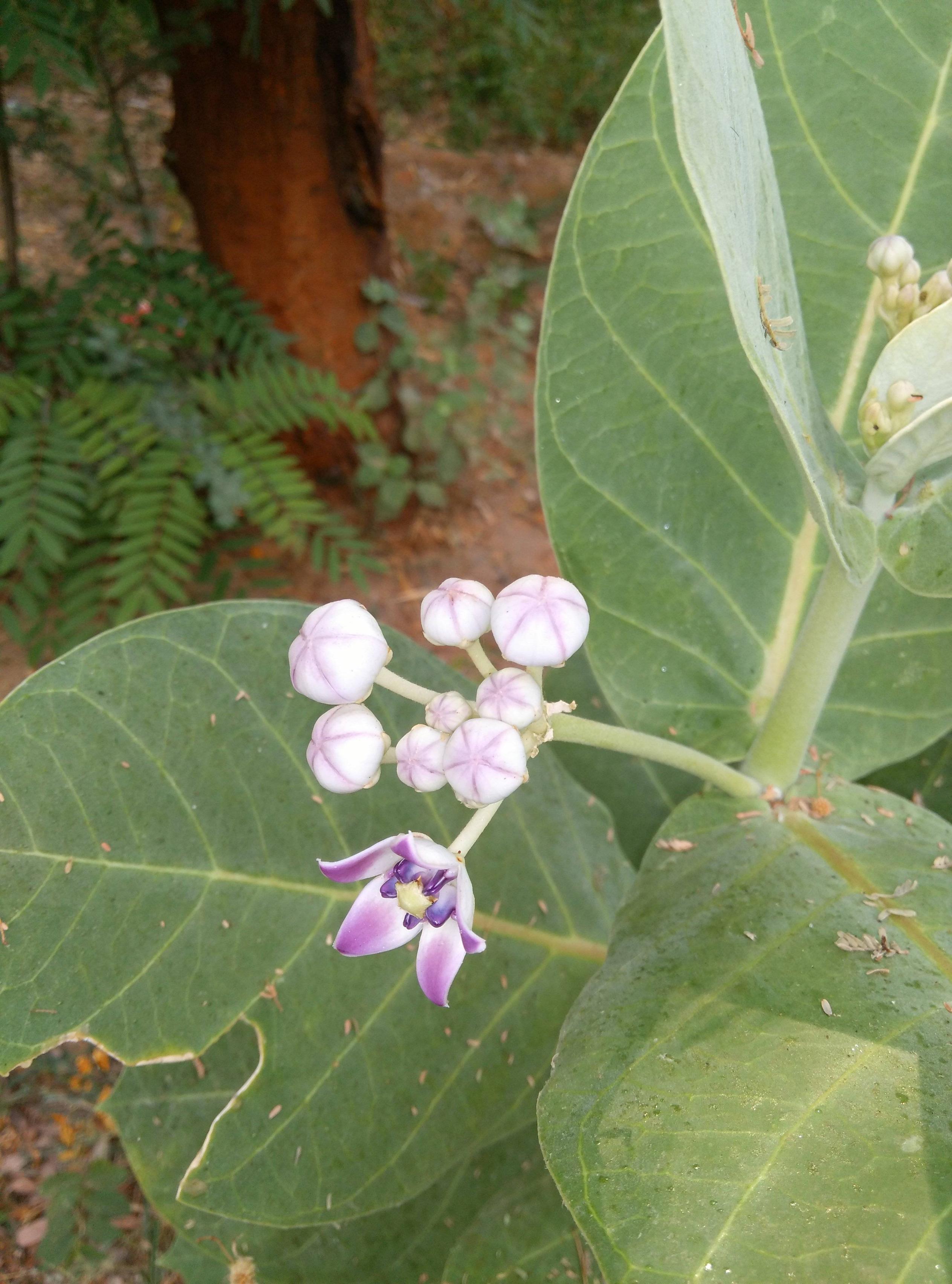 flowers of ankada