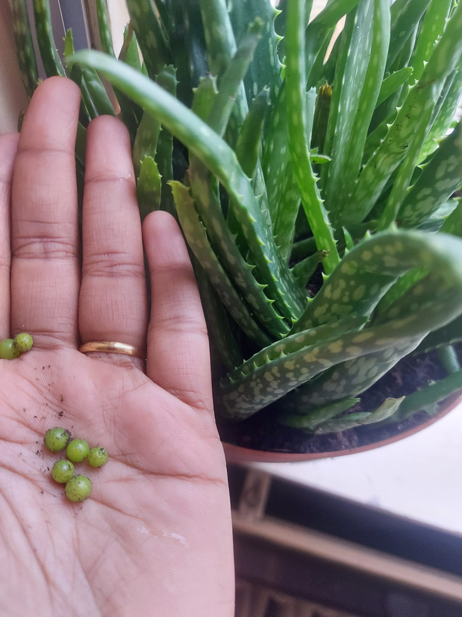 Aloe vera beads with the plant