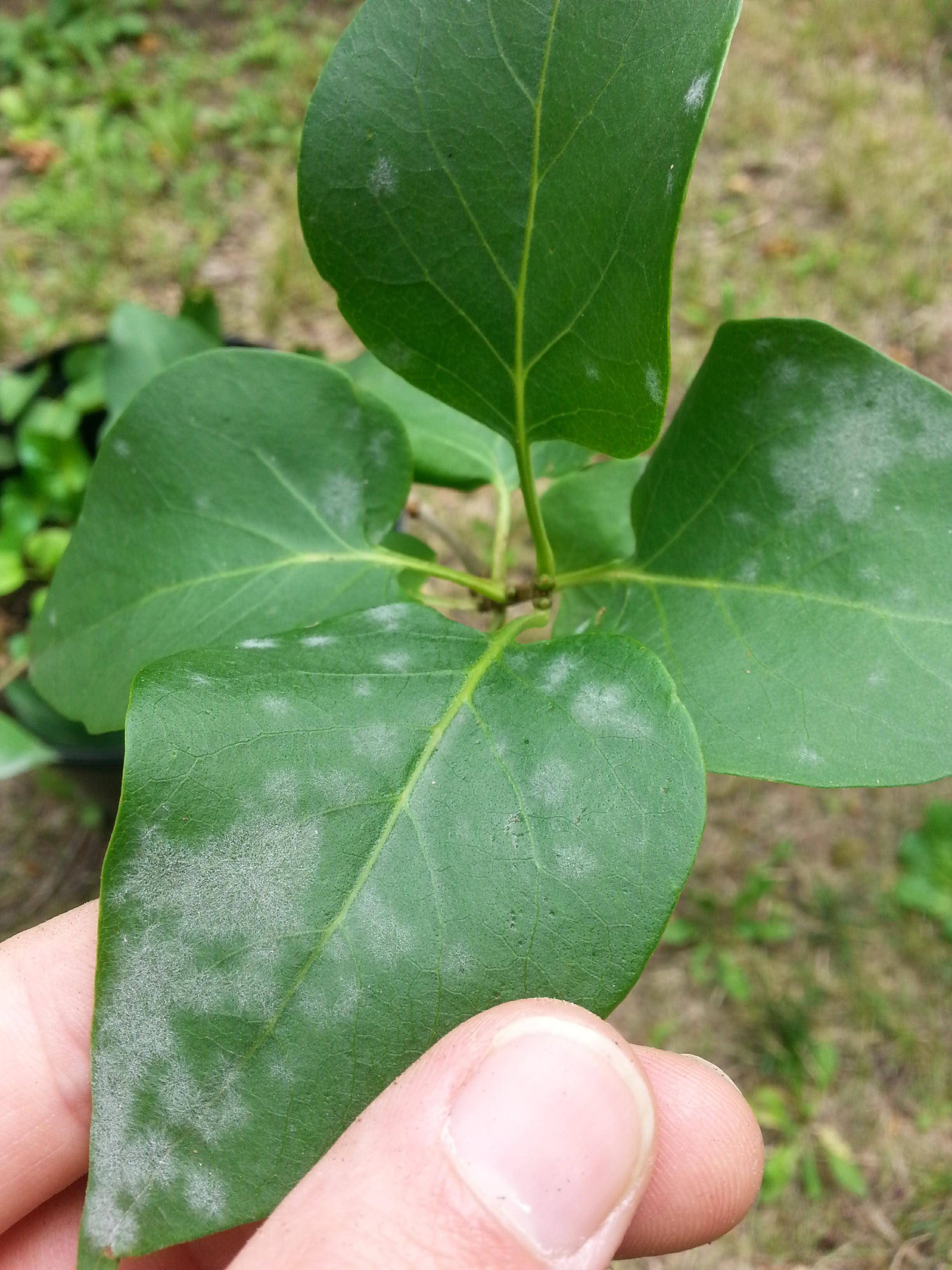 White powdery substance on lilac trees