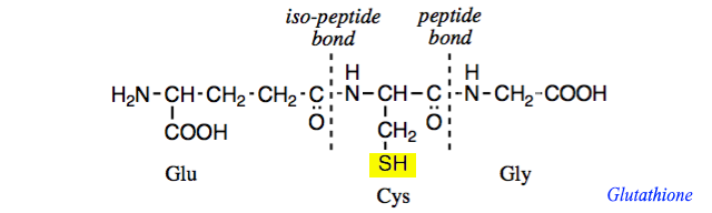 Structure of Glutathione