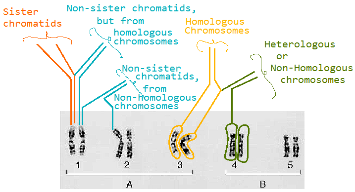 homologous heterologous sister nonsister comparison