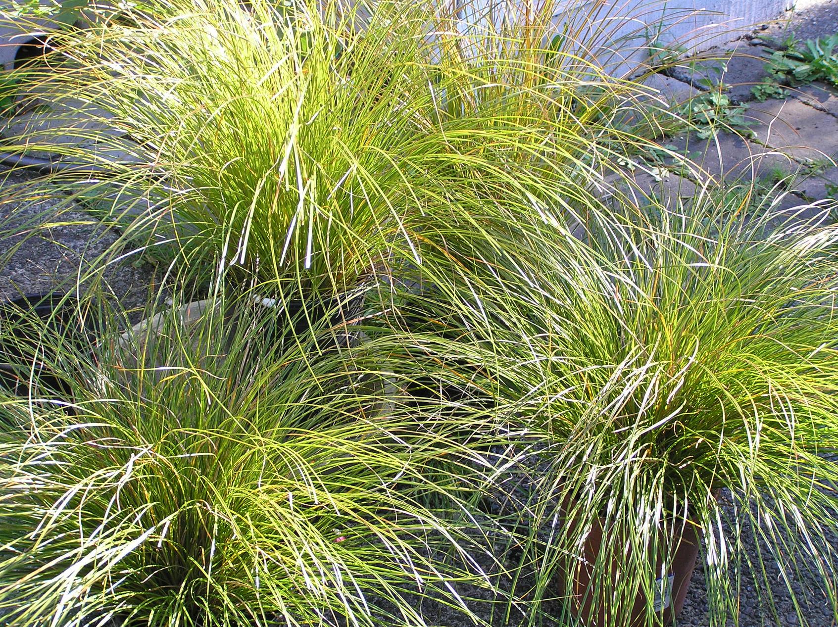 Carex testacea Orange Sedge