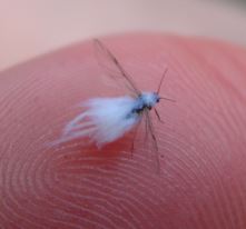 Woolly aphid