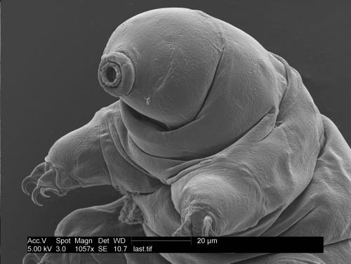 Tardigreat's user avatar