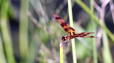 Dragonfly - restlake