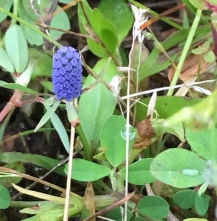 blue flower- Photo by Sharon McGeein