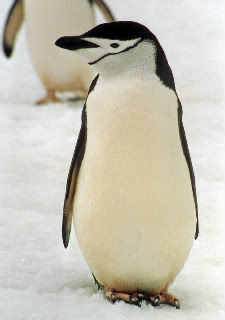 PenguinGenius's user avatar