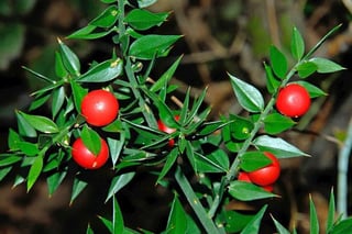 close up butcher's broom