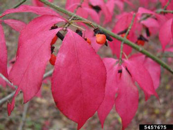 Burning Bush leaves in fall